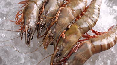 Raw shrimps lying on ice.
