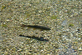 Trout #2