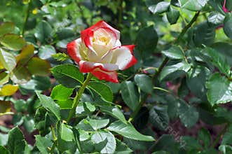 Summer background. Flower in the garden. Beautiful perfumed rose colored in white and red