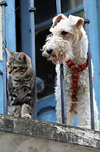 Cat and a dog