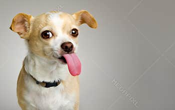 Chihuahua With Big Pink Tongue