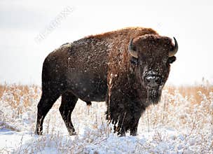 Colorado Bison