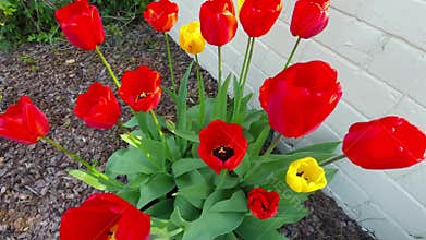 Timelapse of red tulip flower blooming