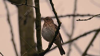 Mistle thrush Turdus viscivorus singing in tree