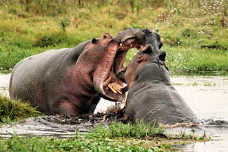Hippo Wrestling
