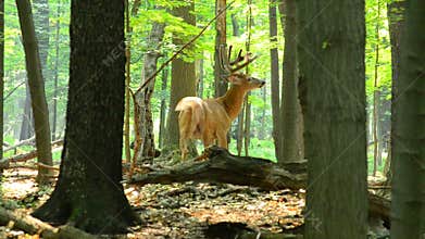 Whitetail Deer Buck In Velvet