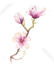 Watercolor Painting Magnolia blossom flower wallpaper decoration