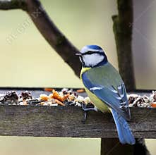 Blue tit in bird table