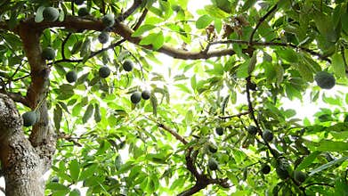 Avocado hass fruit hanging at tree in harvest in a plantation