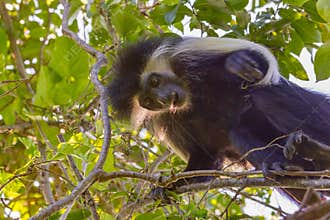 Angola Colobus Monkey, Looking Down