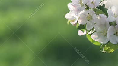 Beautiful flowers of fruit tree blooming at spring. Amazing magic of nature regeneration at spring