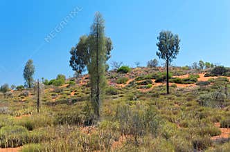 Desert Oak and Brush in Outback