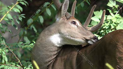Healthy buck cleaning itself