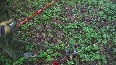 KUTINA, CROATIA - JUNE 2014: Man trying to detect mine in demining process in the middle of forest.
