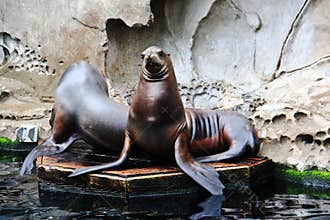 Sea Lion