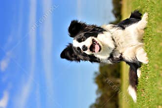 Border Collie