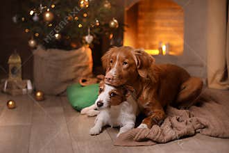 Dog Jack Russell Terrier and Dog Nova Scotia Duck Tolling Retriever . Happy New Year, Christmas, pet in the room the Christmas