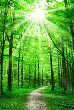 Nature. path in forest with sunshine