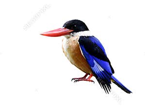 Wet blue bird with water drop on its head isolated on white back