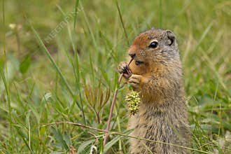 Columbian Ground Squirrel eating grass in Banff national Park Al