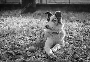 Portrait of a really focused and attentive dog