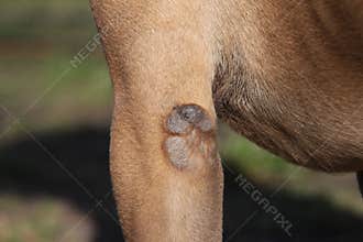 Dogs Dry Skin Callostiy