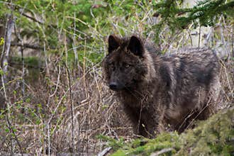 Wolfdog in the woods