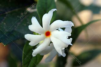 Nyctanthes arbor tristis night flowering jasmine, parijat, Gangaseuli, Jharaa sephali, Siuli flower blooming in nature with bea