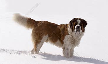 Saint Bernard dog