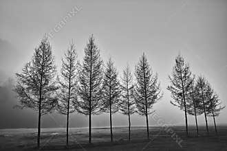 A row of trees in black and white