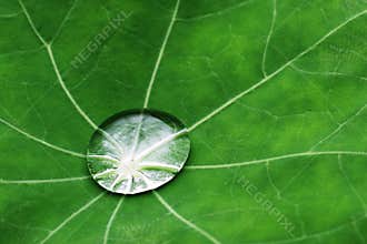 Water drop on leaf