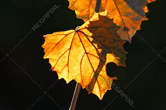 Light Filled Fall Leaves