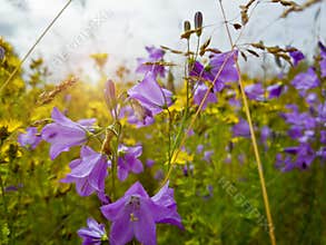 Beautiful field of wild flowers on a summer day. Purple bells and small yellow flowers in the distance. Spring frame. Selective
