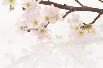 Cherry blossoms