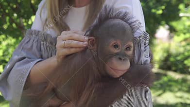 A woman holds the hands of chimps