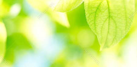 Green leaves background
