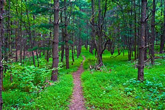 Virginia Lush Forest Trail