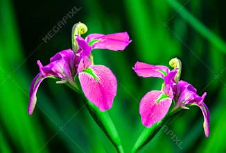 Fresh pair of pink iris flowers in garden