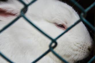 White rabbit sitting in steel mesh cage, close-up. farm animals concept