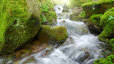 Closeup video of a forest brook with rays of sunlight