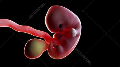 A human fetus week 7