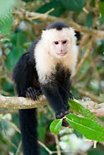 White faced Capuchin Monkey