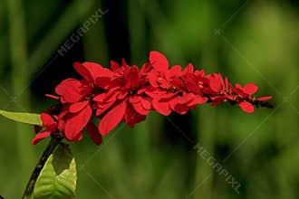 Warszewiczia is a flowering plant in the Rubiaceae family. They are mostly central and South American tropical trees.
