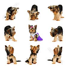 Dogs