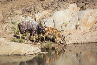 Nyala  in Kruger National park, South Africa