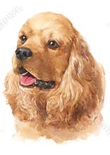 Water colour painting of American Cocker Spaniel 064