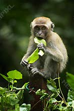 Baby Monkey