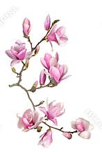 Magnolia flower