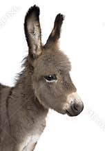 Close-up on a donkey foal's head (2 months)