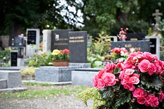 Pink begonia at a tombstone